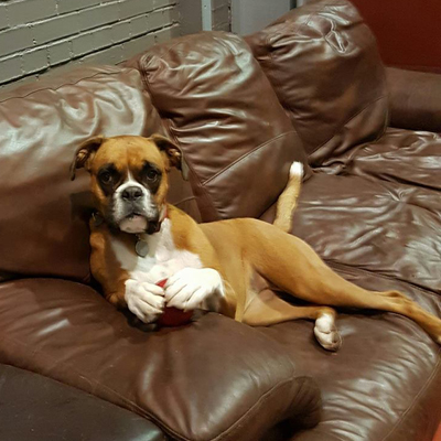 dog with ball on sofa